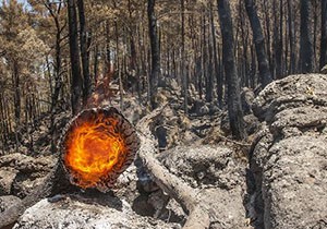 Antalya da orman yangının bilançosu