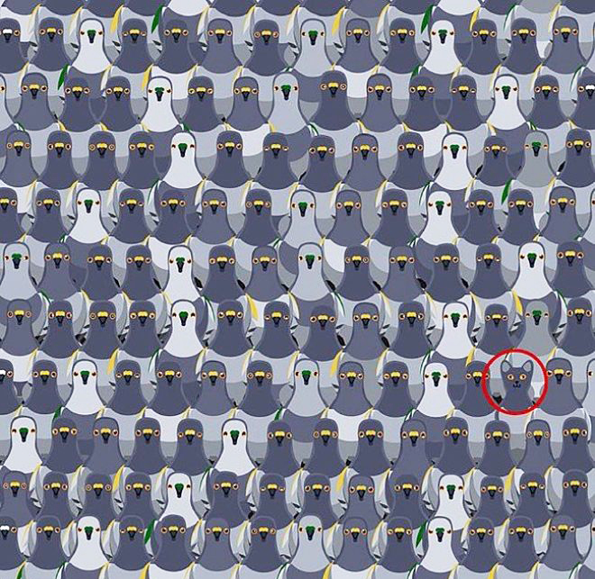 Dikkat testi: Gizlenen kediyi 18 saniyede bulabilecek misiniz? - 11