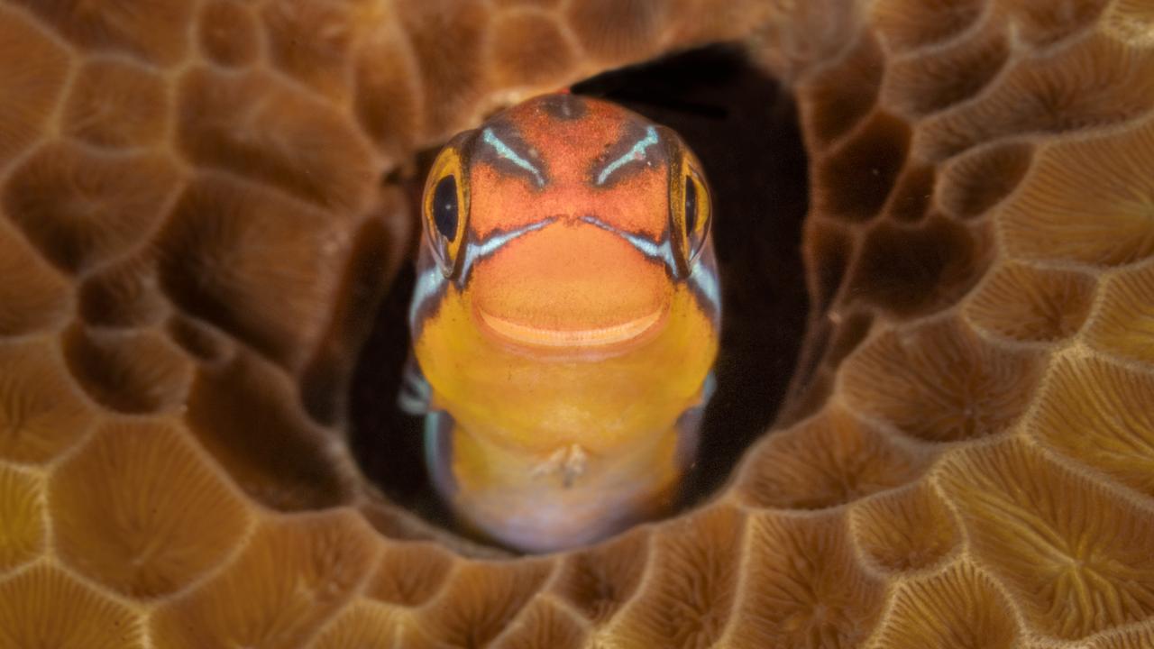 Vahşi yaşam komedi fotoğrafı kazananları belli oldu - 4