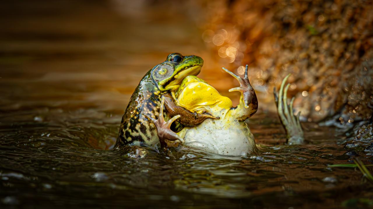 Vahşi yaşam komedi fotoğrafı kazananları belli oldu - 10