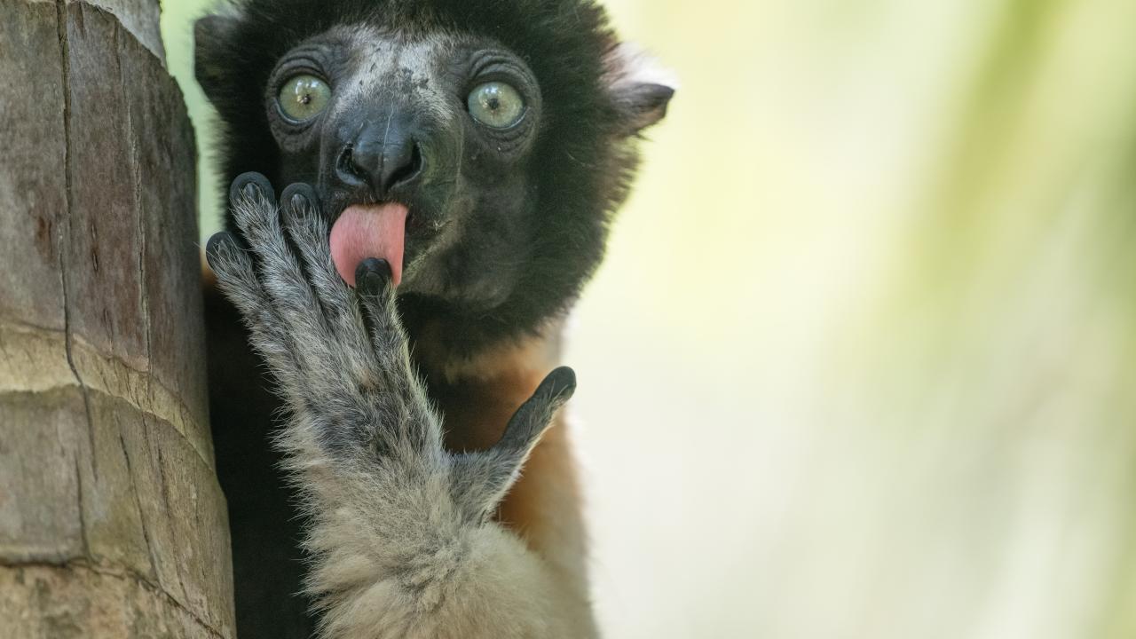 Vahşi yaşam komedi fotoğrafı kazananları belli oldu - 5
