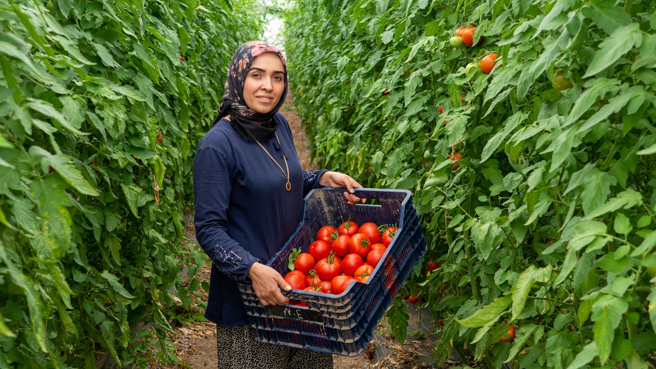 Antalya’nın yeni gözdesi: Siyah domates - 2