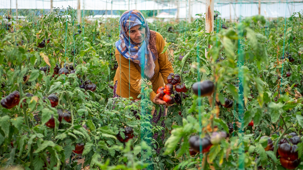 Antalya’nın yeni gözdesi: Siyah domates - 3