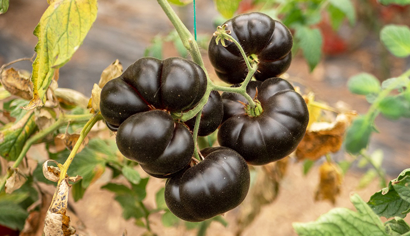 Antalya’nın yeni gözdesi: Siyah domates