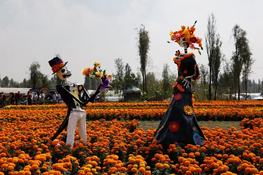 Ölüler Günü hazırlığı: Kadife çiçeği tarlalarına ziyaretçi akını - 3