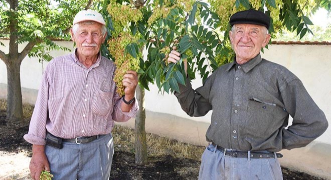 'Ağaç dede'ler 10 yılda binin üzerinde fidan dikti