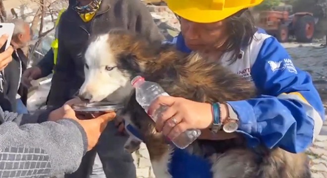 'Aleks' adlı köpek, enkazdan kurtarıldı