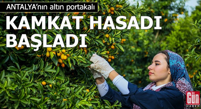 'Altın portakal' kamkat hasadı başladı