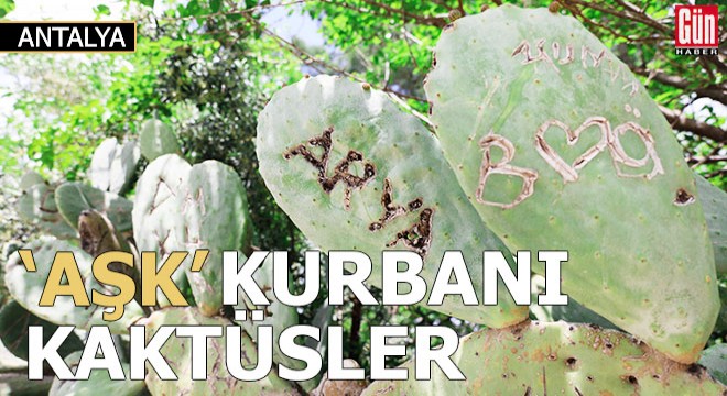'Aşk' kurbanı kaktüsler