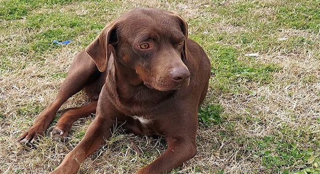 Ateş köpek 'yanlış el'deki iğneden öldü iddiası