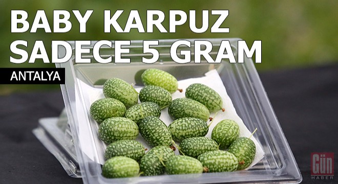 'Baby karpuz' sadece 5 gram
