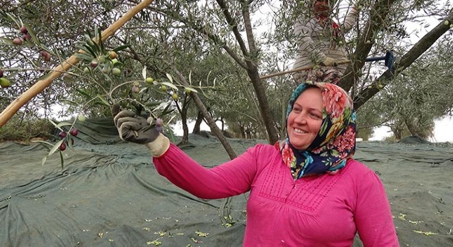 'Bacasız fabrika' zeytinliklerde 30 bin kişi çalışıyor
