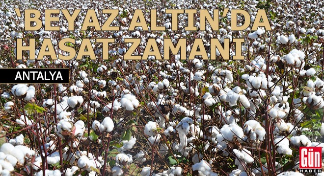 'Beyaz altın' pamukta hasat başladı