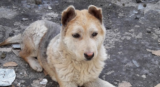 'Can yoldaşım' dediği köpeği Haydut'u sokak sokak gezerek arıyor
