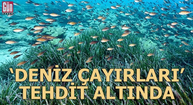 'Deniz çayırları' tehdit altında