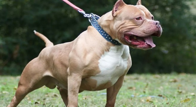 'Denizde saldıran pitbull öldürdü' iddiasına takipsizlik kararı
