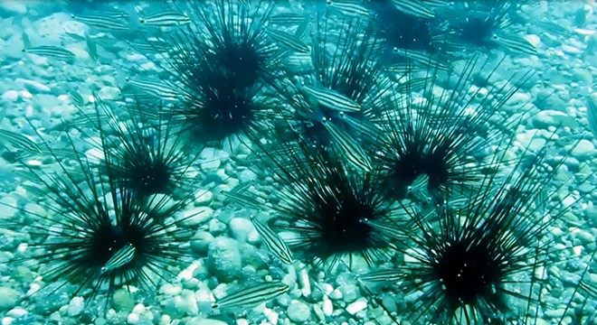 'Dikenli deniz kestanesi, kendisi gibi işgalci türlere korumalık yapıyor'