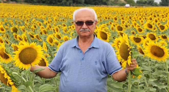 'Doğanın sarı gelini' ayçiçeğinde hasat başladı