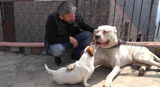 'Dogo Argentino' ırkı köpeklerine yargı kararıyla kavuştu