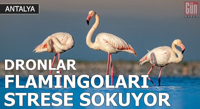 'Dronlar flamingoları strese sokuyor'