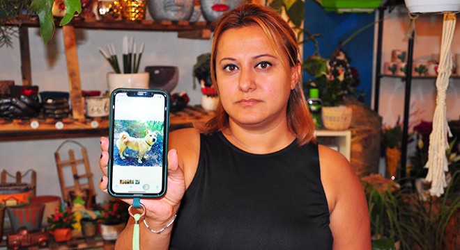 'Evladım' dediği köpeği Alvin'i bulana ödül verecek