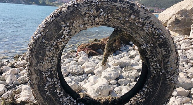'Gıcırgan' midyenin atıklar üzerinde yaşam savaşı