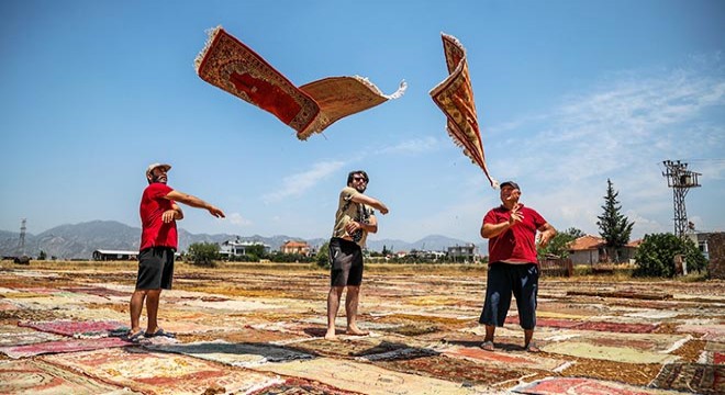 'Halı tarlaları'nda sezon 2 ay erken başladı