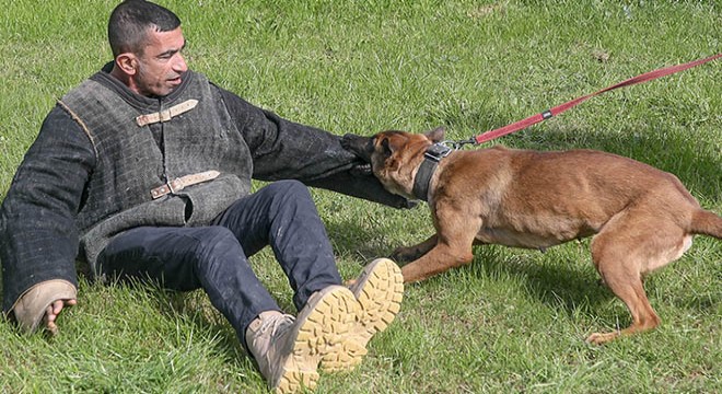 'Havlayan köpek ısırmaz demeyin, ısırır'