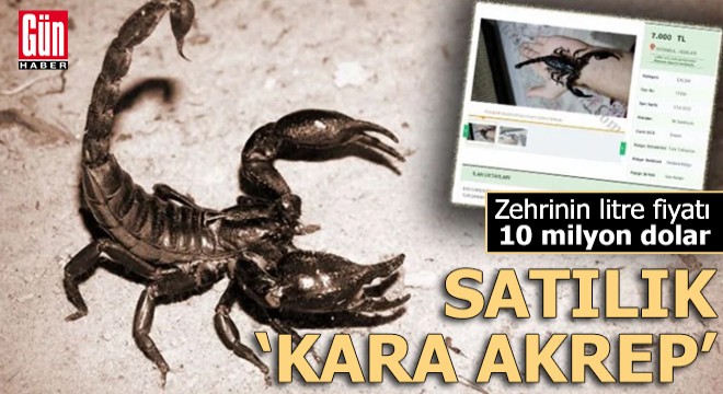 'Kara akrep' internette satışta