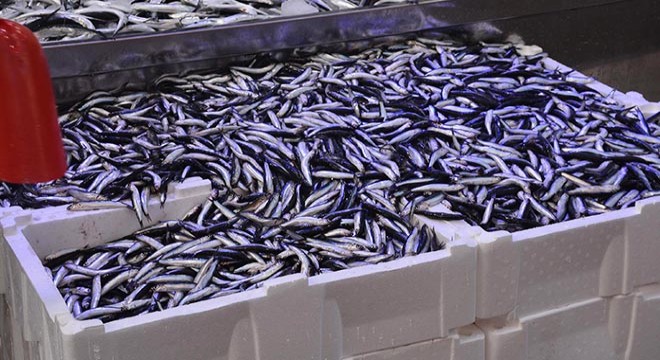'Karadeniz’in incisi' hamsi tezgahta yerini aldı