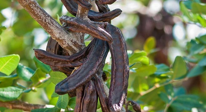 'Keçiboynuzu toplama' cinayetinde 3 tutuklama