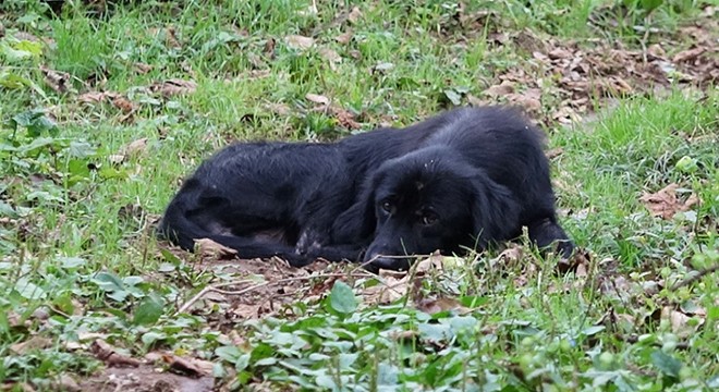 'Kimyasalla toplu köpek ölümü’ iddiasına soruşturma