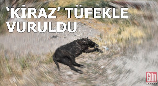 'Kiraz' tüfekle vurularak öldürüldü