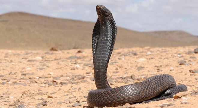 'Kobra zehri' kaçakçılığına 3 yıl hapis talebiyle dava