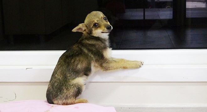 'Köpek-çakal' tartışmasında DNA talebi
