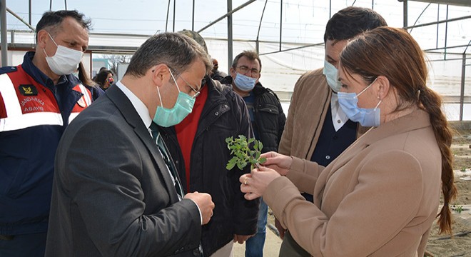 'Korkuteli'de seracılık ivme kazandı'