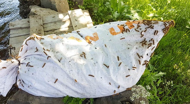 'Kuş türlerinin azalması, tırtıl istilasına neden oldu'
