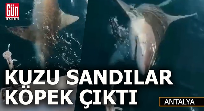 "Kuzu olasıca" dedi, köpek çıktı