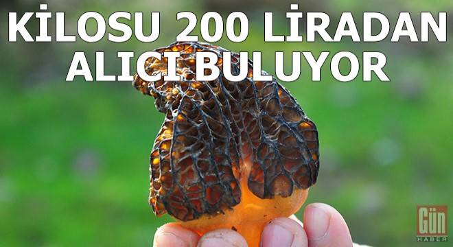 'Kuzugöbeği' mantarı, kilosu 200 liradan alıcı buluyor