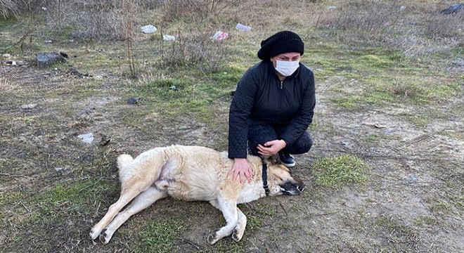 'Lassi' barınak dönüşü ölünce görevlilerden şikayetçi oldular