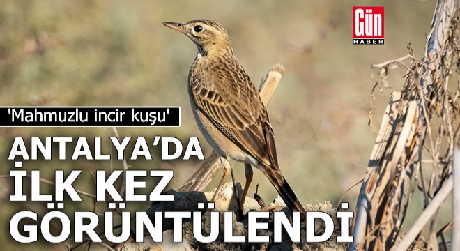 'Mahmuzlu incir kuşu' Antalya'da ilk kez görüntülendi