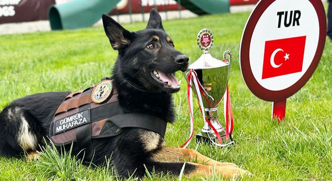 'Narkotik köpekler' yarışmasında Nobel, 1'inci oldu