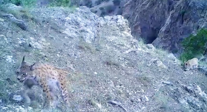'Ormanın Hayaleti' vaşak ve yavrularının görüntüleri paylaşıldı