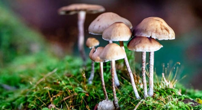 'Pişirme ile mantardaki zehrin gideceği doğru değil'