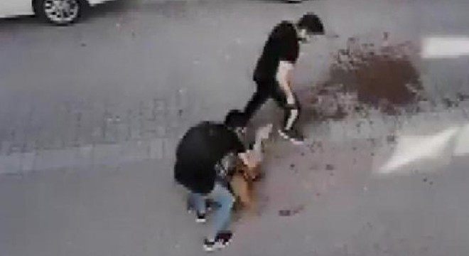 Pitbull'un kediyi öldürdüğü dehşet anları kamerada