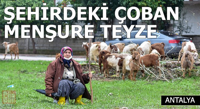 'Şehirdeki çoban' Menşure Teyze