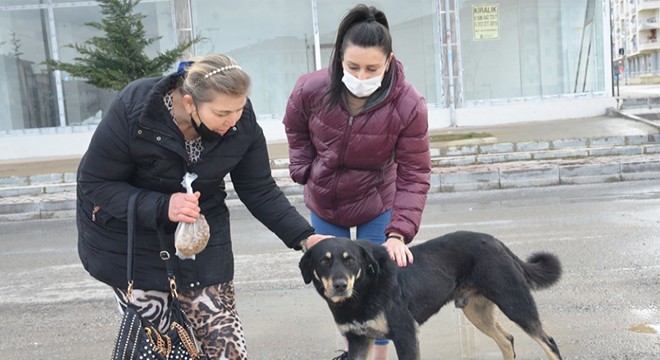 'Uçan tekme'li köpek besleme kavgası