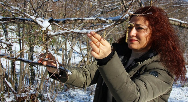 'Yağan kar, fındığın soğuklama ihtiyacını karşılayacak'