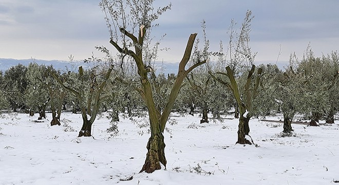 'Yalancı bahara' aldanan zeytin ağaçları, don nedeniyle yandı