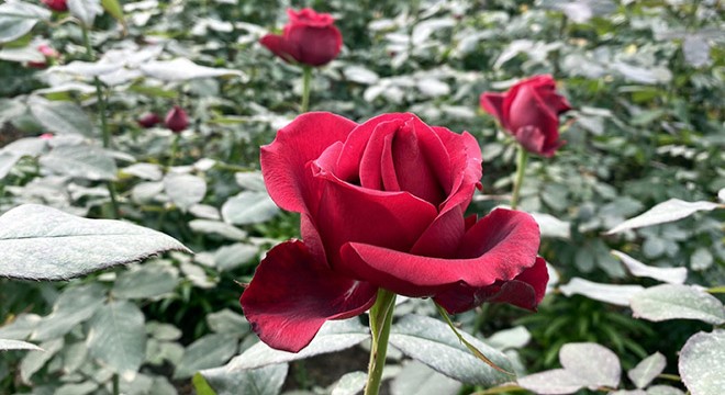 'Zirai Don' uyarısı geldi, gül seralarında sobalı nöbet başladı